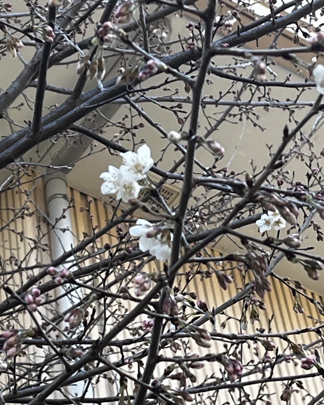 お寺で一番に咲く #桜 が咲き始めました。