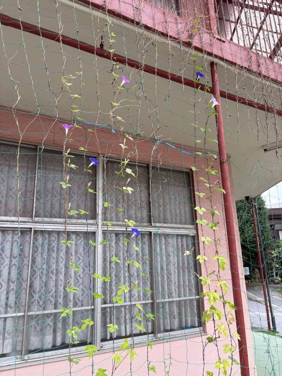 一本道が、途切れた先にの写真(東京都文京区)