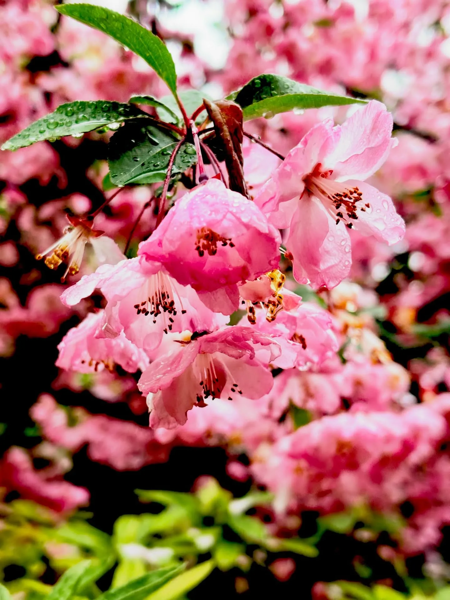 園内の#はなかいどう 何咲きました。