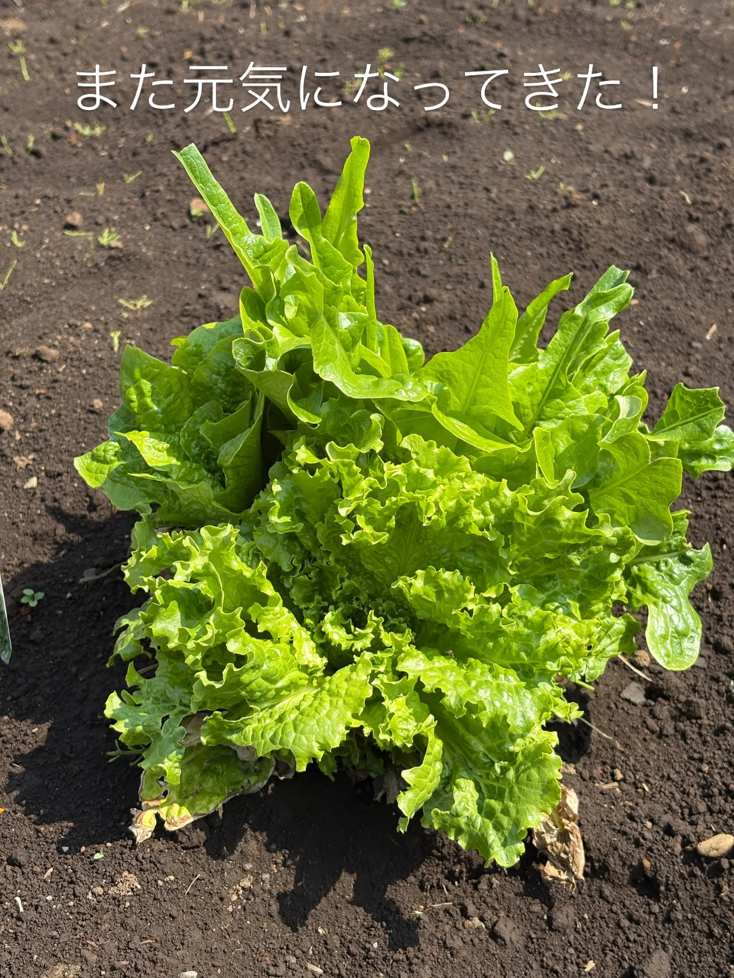 お正月、鳥に食べられてしまったレタスですが，また茂ってきまし...
