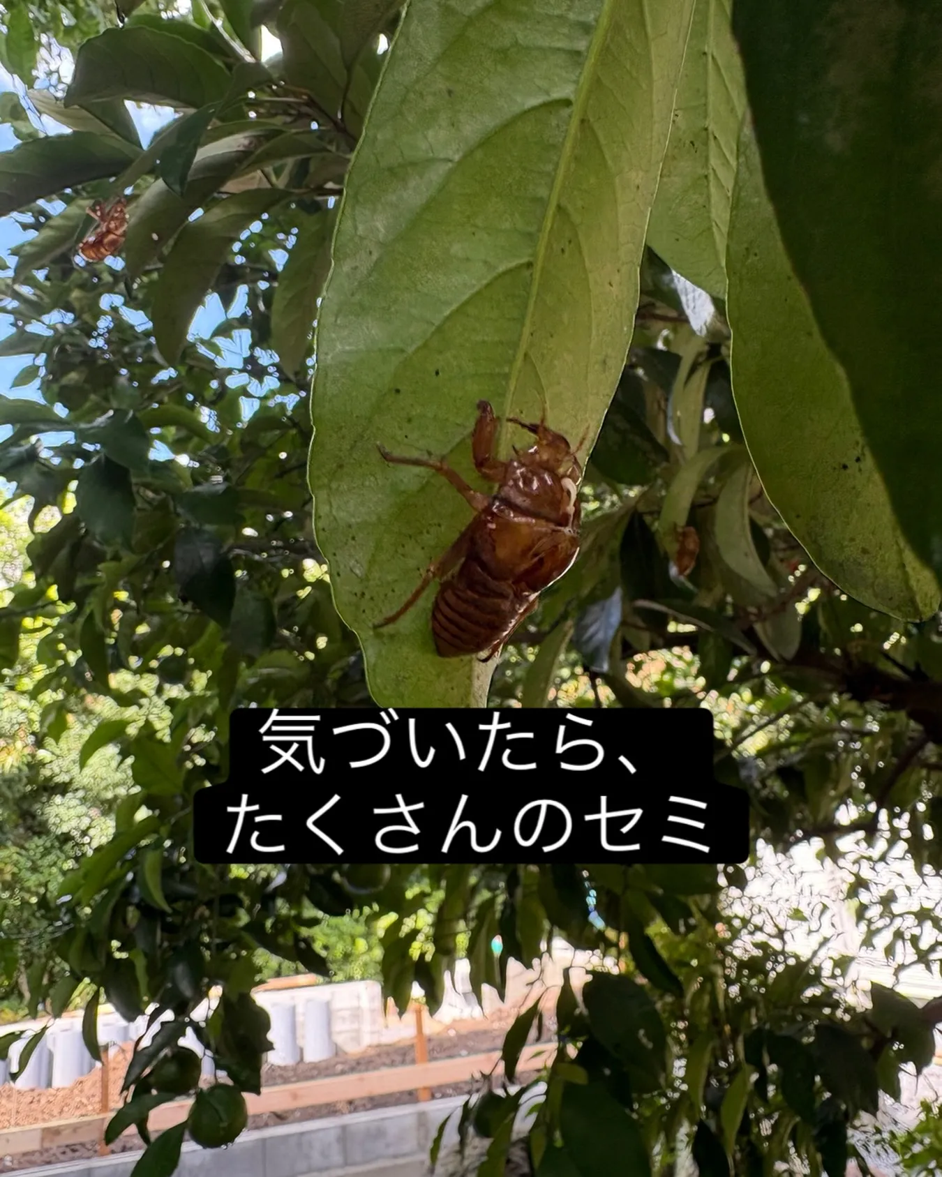 今年の夏は涼しいの？と思ったりもしたのですが、やっぱり暑い。