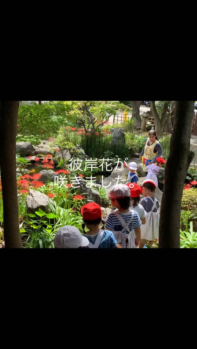 ９月も後半となり、彼岸花が咲いています。