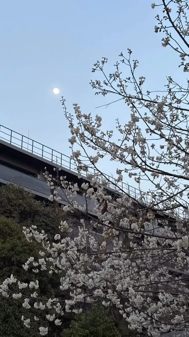 最初に咲く#桜 側開花しました。