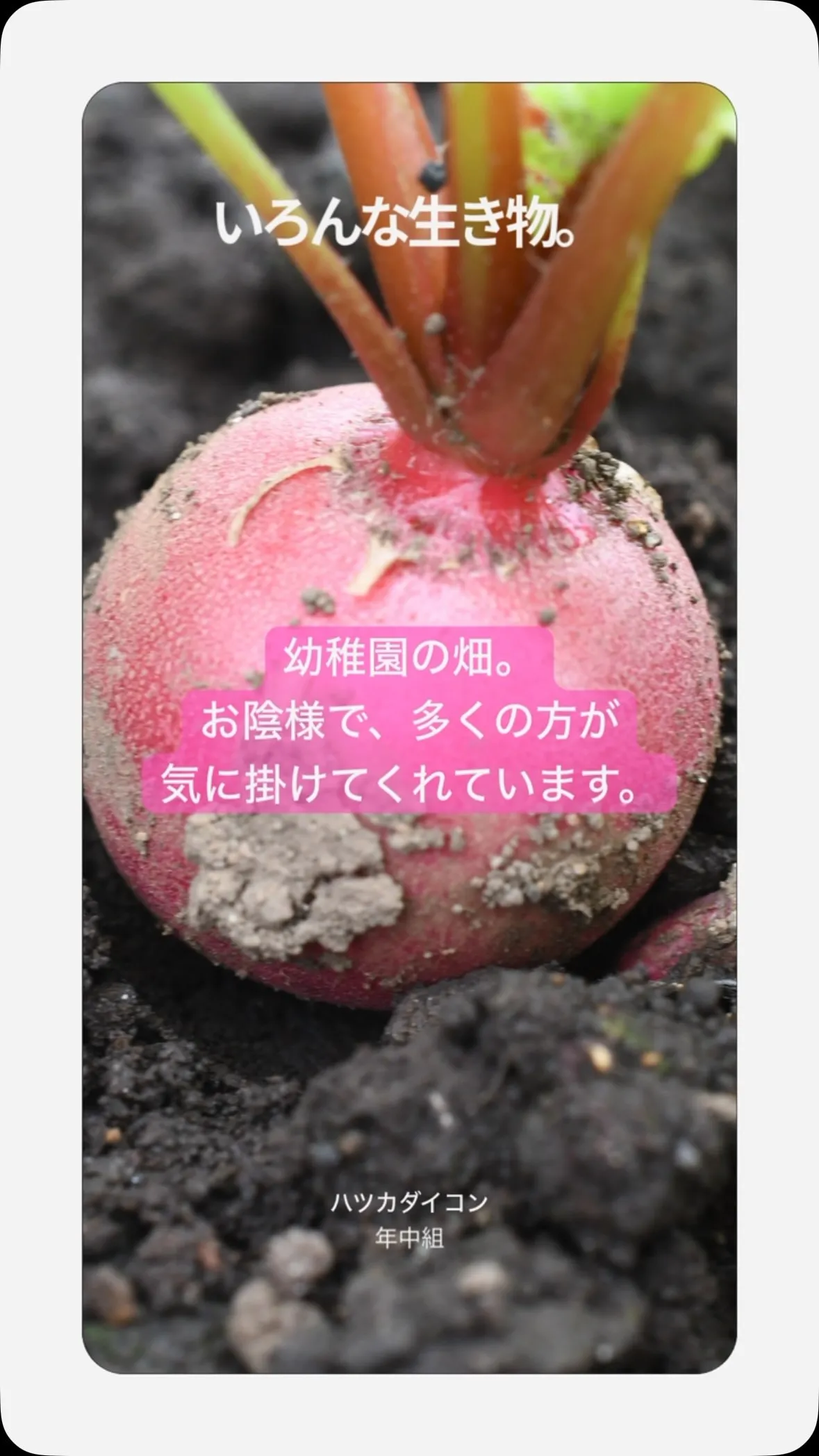 　玄関前に移設した畑。