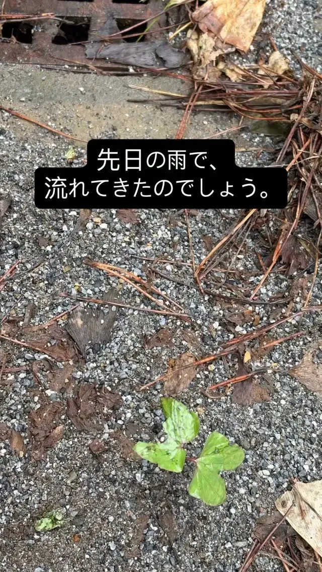 先日の#大雨 で、普段ない場所からの、#あさがお の発芽。